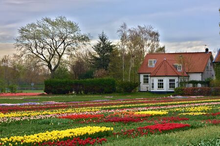 Multicolored tulip field in Keukenhof, The Netherlandsの写真素材