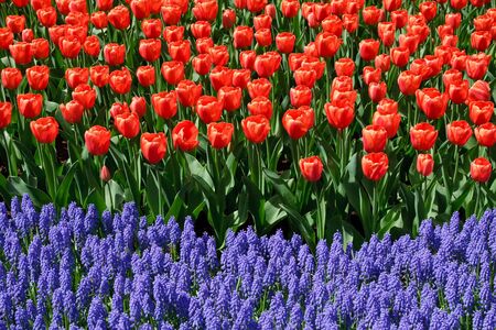 Tulips and bluebellsの写真素材