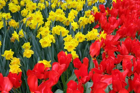 Tulips and narcissiの写真素材