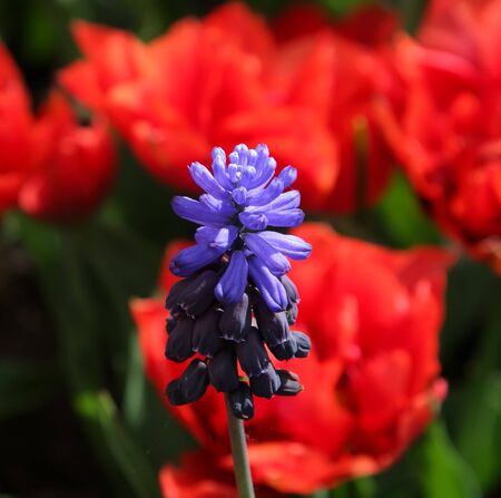 Grape Hyacinth, Muscari armeniacumの写真素材