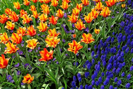 Tulips and bluebells, Keukenhof, the Netherlandsの写真素材