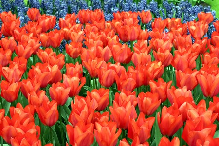 Red tulipsの写真素材