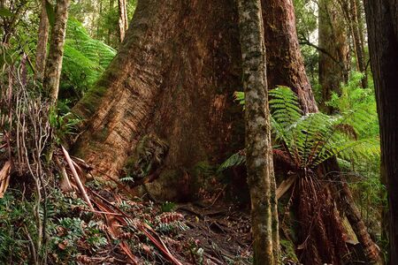 Eucaliptus tree trunk in rain forest, Australiaの写真素材
