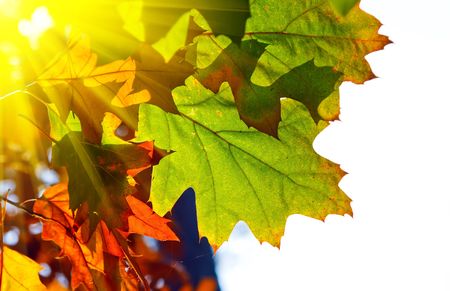 Green and yellow oak leaves in sunlightの写真素材