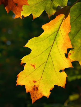 Multicolored autumn oak leaves over green background