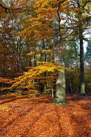 Vibrant image of autumn forest at sunsetの写真素材