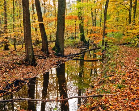 Landscape with wooden river in autumn forestの写真素材