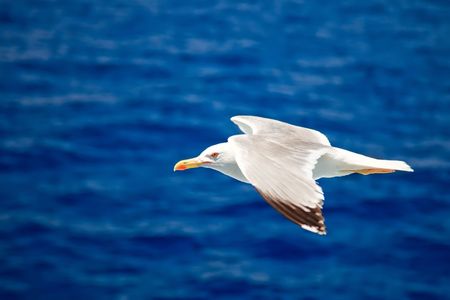 Flying seagullの写真素材