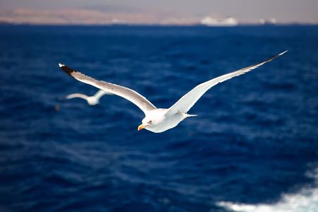 Flying seagullsの写真素材