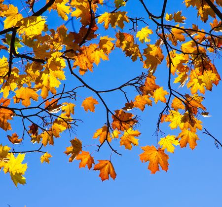 Autumn maple leaves