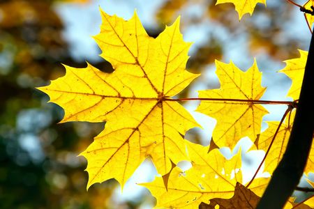 Autumn maple leavesの写真素材