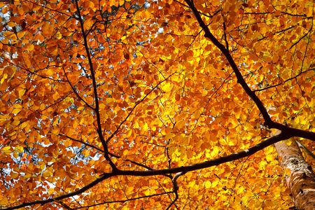 Autumn foliageの写真素材