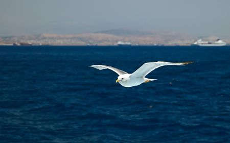 Flying seagullの写真素材