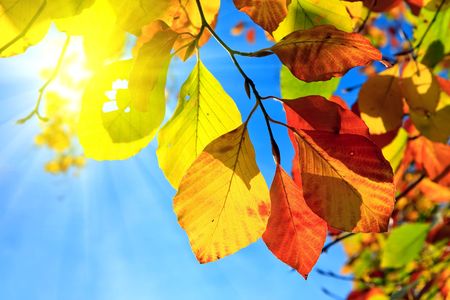 Multicolored autumn leavesの写真素材