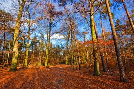Vibrant image of autumn park at sunsetの写真素材