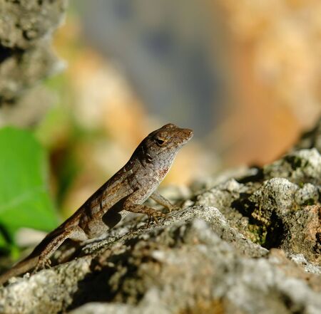 Lizard on stone, Fairchild tropical botanic garden, FL, USAの写真素材