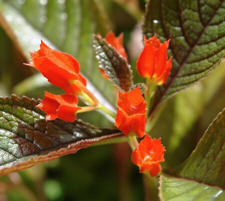 Close up of red tropical flower の写真素材