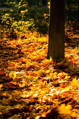 Yellow autumn leaves in park at sunsetの写真素材