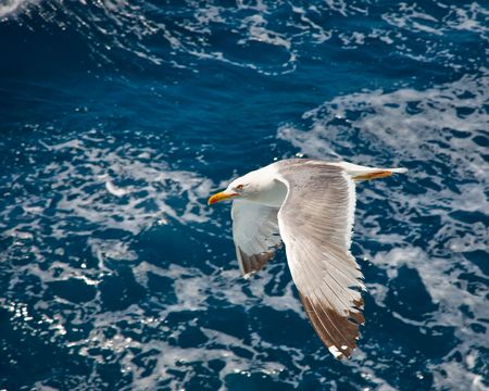 Flying seagullの写真素材