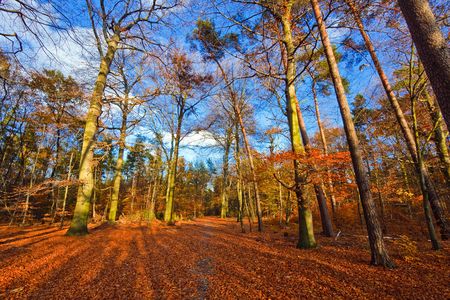 Vibrant image of autumn park at sunsetの写真素材