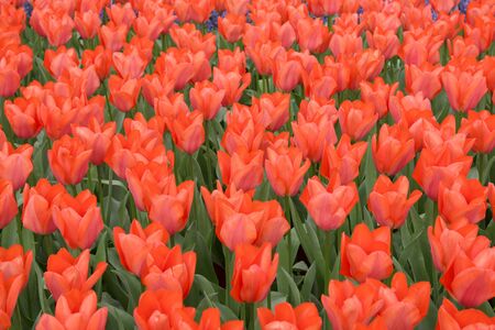 Natural backgrounds: red tulipsの写真素材