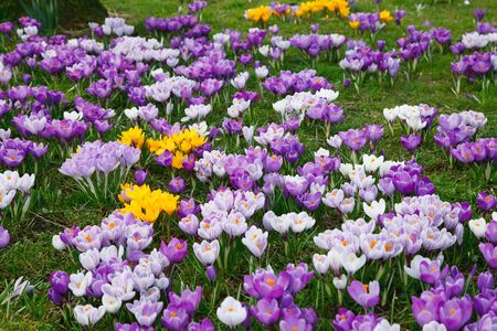 Wild yellow, purple and white crocus flowersの写真素材