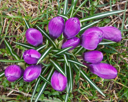 Close-up crocus flowersの写真素材