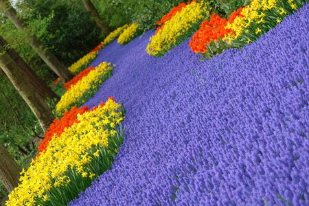 Spring flower bed in Keukenhof, the Netherlandsの写真素材