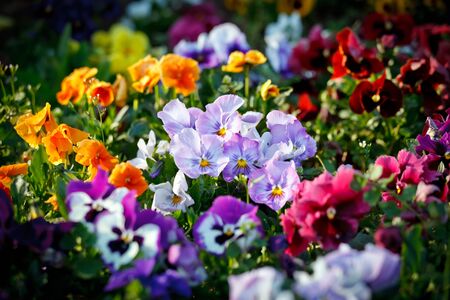 Multicolored violet flowersの写真素材