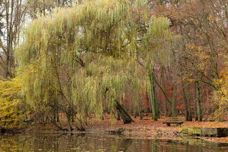Pond in autumn park