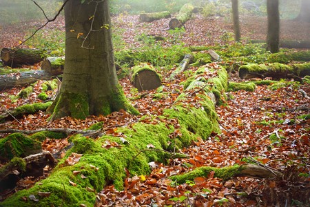 Deep forestの写真素材