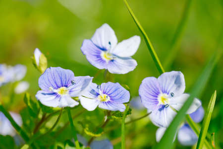 Close-up of blue flowerの写真素材