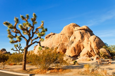 Joshua Tree National Park, Mojave Desert, Californiaの写真素材