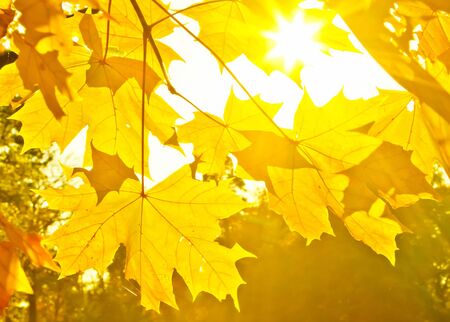 Autumn leavesの写真素材