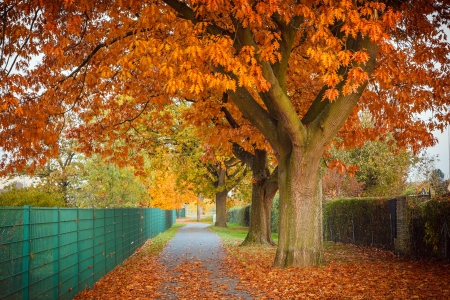 Red autumn oak treeの写真素材