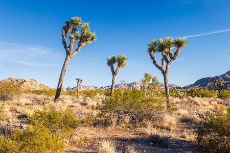 Joshua Tree National Parkの写真素材