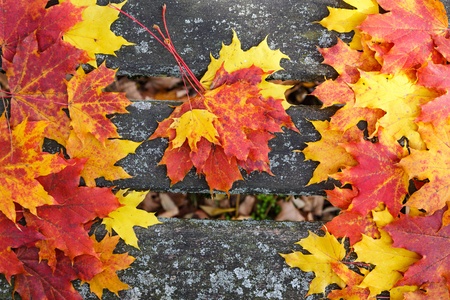 Autumn leaves over wooden background