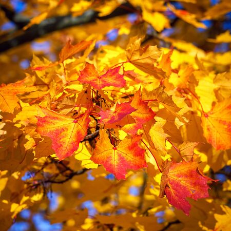 Colorful foliage in the autumn park