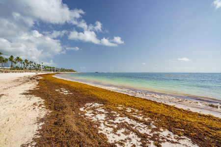 sargassum seaweeds on ocean beach in Bavaro, Punta Cana. Due to global warming, the altered ocean current bring sargasso to Dominican Republic coast.の写真素材