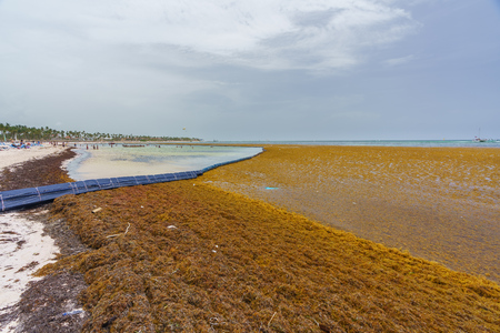 Punta Cana, Dominican Republic - June 24, 2018: : sargassum seaweeds on ocean beach in Bavaro, Punta Cana. Due to global warming, the altered ocean current bring sargasso to Dominican Republic coast.のeditorial素材