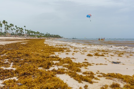 Punta Cana, Dominican Republic - June 24, 2018: : sargassum seaweeds on ocean beach in Bavaro, Punta...