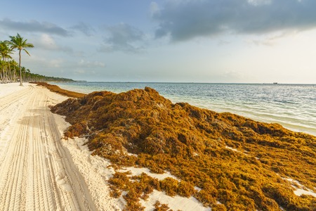 sargassum seaweeds on ocean beach in Bavaro, Punta Cana. Due to global warming, the altered ocean current bring sargasso to Dominican Republic coast.の写真素材