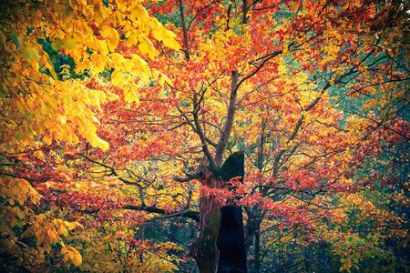 Bright trees in the autumn forest