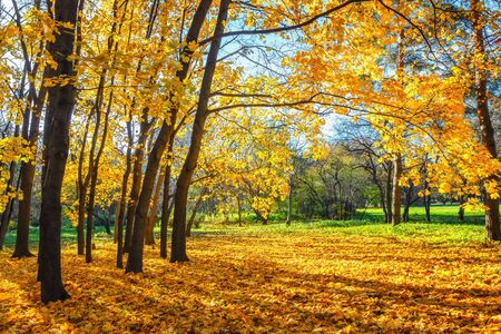 Sunny autumn landscape with golden trees and blue sky in a city parkの写真素材