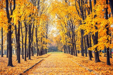 Alley in the bright autumn parkの写真素材