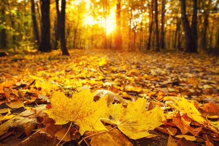 Bright foliage in sunny autumn park