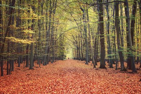 Pathway in the bright autumn forest