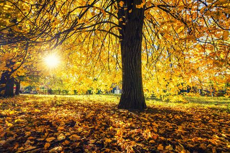 Bright tree in the sunny autumn parkの写真素材