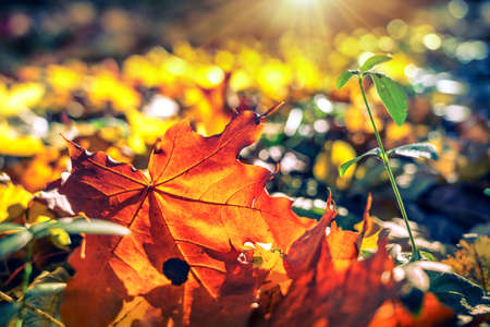 Close up of bright foliage in sunny autumn park