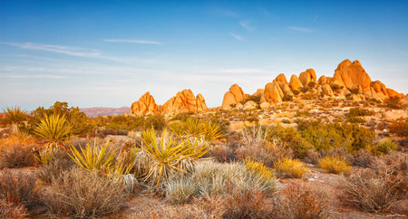 Joshua Tree National Park, Mojave Desert, Californiaの写真素材